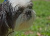 Susi the Shih Tzu