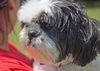 Susi the Shih Tzu