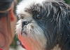 Susi the Shih Tzu