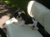 Susi the Shih Tzu