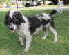 Babette the Sheepdog Terrier