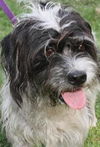 Babette the Sheepdog Terrier