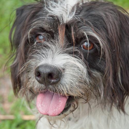 Sheepdog deals terrier mix