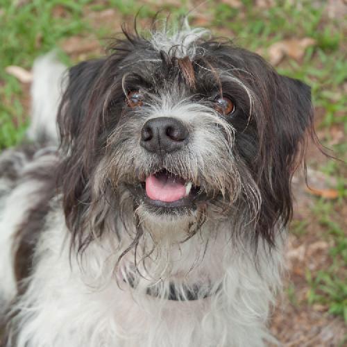 Babette the Sheepdog Terrier