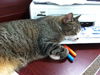Zephyr the Fun Loving Sweetheart  (video)