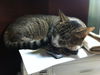 Zephyr the Fun Loving Sweetheart  (video)