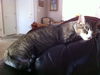 Zephyr the Fun Loving Sweetheart  (video)