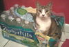 Zephyr the Fun Loving Sweetheart  (video)