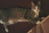 Zephyr the Fun Loving Sweetheart  (video)