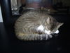 Zephyr the Fun Loving Sweetheart  (video)
