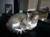 Zephyr the Fun Loving Sweetheart  (video)