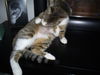 Zephyr the Fun Loving Sweetheart  (video)