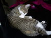 Zephyr the Fun Loving Sweetheart  (video)