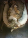 Merita the Calico Tiger Mama