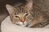 Merita the Calico Tiger Mama