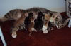 Merita the Calico Tiger Mama