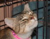 Merita the Calico Tiger Mama