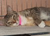 Merita the Calico Tiger Mama