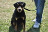 Opus the Rottie