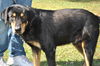 Opus the Rottie