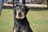 Opus the Rottie