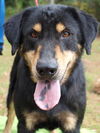 Opus the Rottie