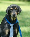 Opus the Rottie