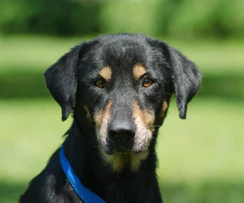 Opus the Rottie