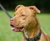 Mr. Valencia the Playful and Affectionate  Terrier