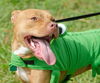 Mr. Valencia the Playful and Affectionate  Terrier