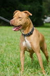 Mr. Valencia the Playful and Affectionate  Terrier