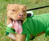 Mr. Valencia the Playful and Affectionate  Terrier