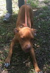 Mr. Valencia the Playful and Affectionate  Terrier