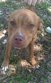 Mr. Valencia the Playful and Affectionate  Terrier