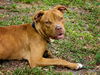 Mr. Valencia the Playful and Affectionate  Terrier