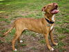 Mr. Valencia the Playful and Affectionate  Terrier