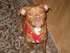 Mr. Valencia the Playful and Affectionate  Terrier
