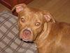 Mr. Valencia the Playful and Affectionate  Terrier