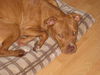 Mr. Valencia the Playful and Affectionate  Terrier