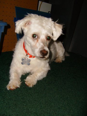 Rudy the Malte-Apso