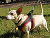 Lucky Chi the Chihuahua