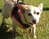Lucky Chi the Chihuahua