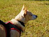 Lucky Chi the Chihuahua