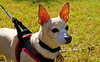 Lucky Chi the Chihuahua