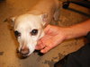 Lucky Chi the Chihuahua