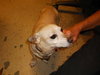 Lucky Chi the Chihuahua