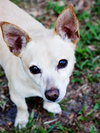 Lucky Chi the Chihuahua