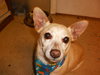 Lucky Chi the Chihuahua