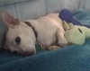 Lucky Chi the Chihuahua