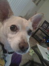 Lucky Chi the Chihuahua
